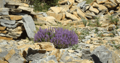 Man sieht viele Steine und dazwischen lila blühende Lavendel.