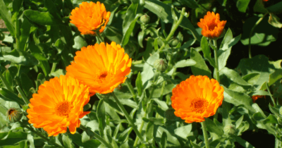 Man sieht orange Ringelblumen-Blüten. In voller Pracht. Sie leuchten aus dem grün ihrer Blätter.