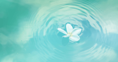 Man sieht eine weisse Blüte auf stillem blauem Wasser treiben.