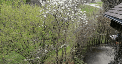 Man sieht blühende Kirschbäume und andere Bäume im Frühling. 12 von 12 im April 2022.