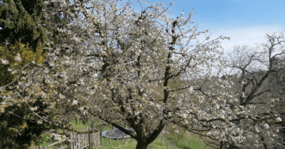 Man sieht blühende Kirschbäume und ein blauer Himmel im Hintergrund. 12 von 12 im April 2022.