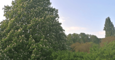 Man sieht in ein Tobel mit grünen Baumen und einem Rosskastanienbaum in Blüte.
