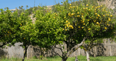 Man sieht zwei Zitronenbäume mit vielen Früchten drauf.